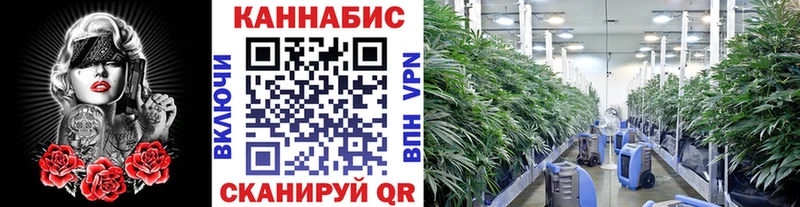 Конопля Ganja  Новоалександровск 